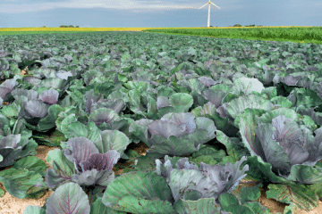 Bio-Förderung in Schleswig-Holstein