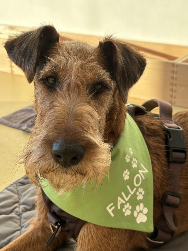 Fallon, meine "Irish Terrier"-Hündin, hat gemeinsam mit mir die Ausbildung in hundegestützter Intervention abgeschlossen. Künftig möchten wir gemeinsam Kitas und Schulen besuchen, um Ernährungsbildung kindgerecht, spielerisch und emotional zugänglich zu machen.